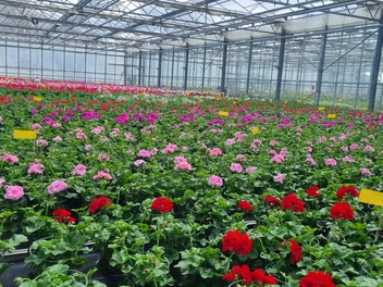 Balkonpflanzen im großen Gewächshaus im CJD BBW Gera