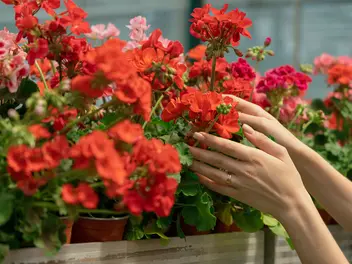 Zwei Hände nehmen eine rote Geranie aus einem Regal voller Blumentöpfe.
