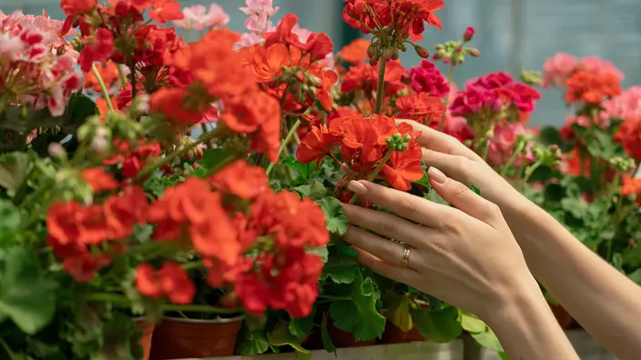 Zwei Hände nehmen eine rote Geranie aus einem Regal voller Blumentöpfe.